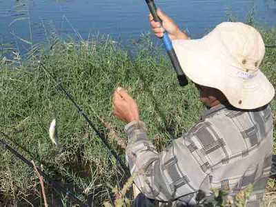 Фото - отчёт о рыбалке на сбросовом канале в голодной степи